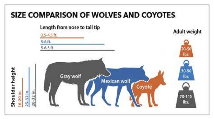 Data Tag For Dogs/Wolfs tail