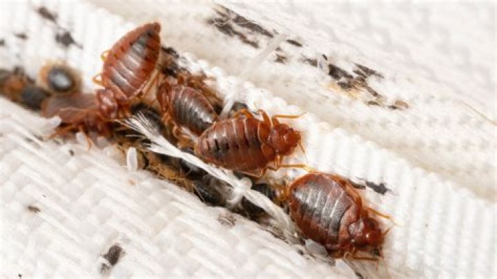Hearthfire bugs?