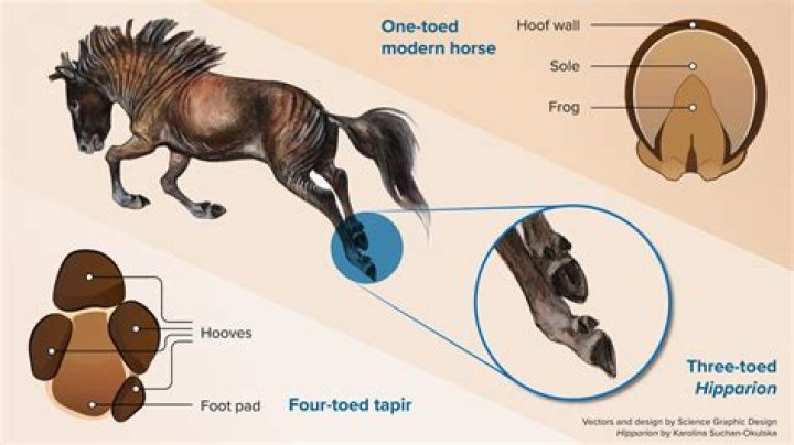 How are horses' stats generated?