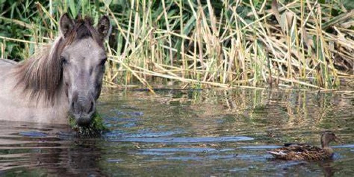 Why do Horses Drown?