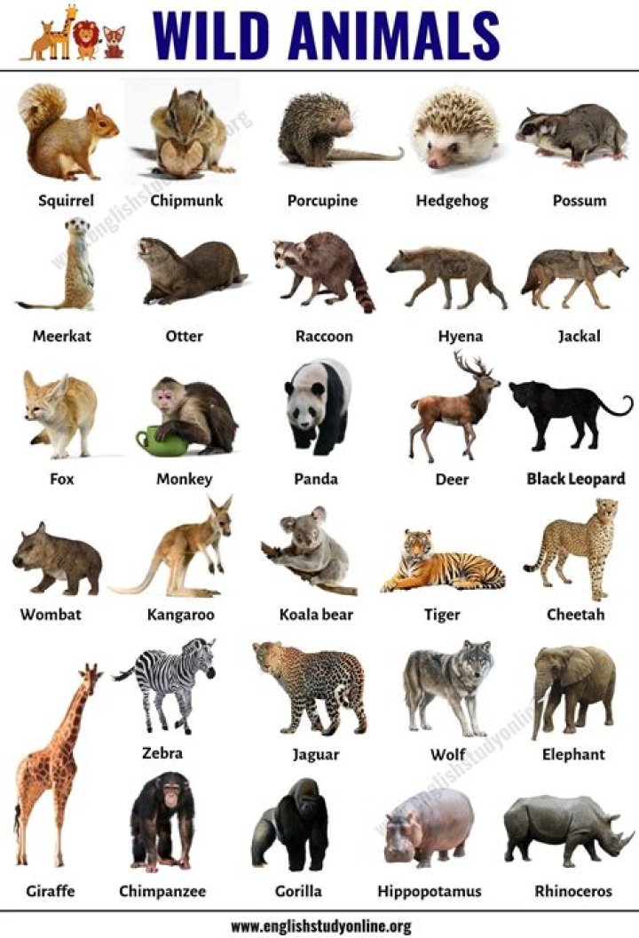 Wild Animals Faction?